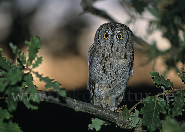 Zwergohreule (Otus scops)