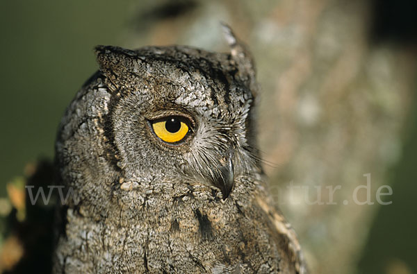 Zwergohreule (Otus scops)