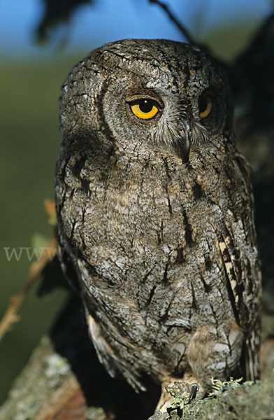 Zwergohreule (Otus scops)