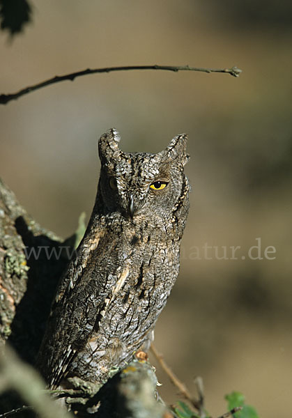 Zwergohreule (Otus scops)