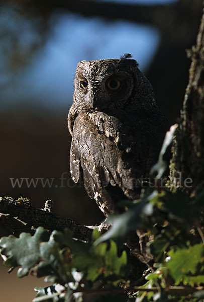 Zwergohreule (Otus scops)