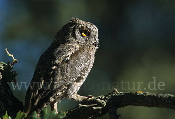 Zwergohreule (Otus scops)