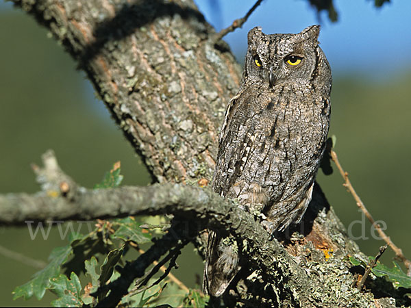 Zwergohreule (Otus scops)