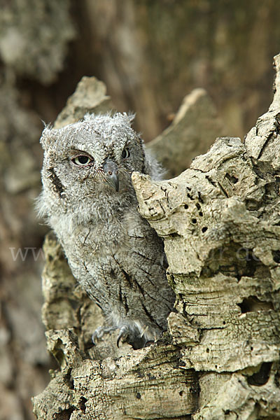 Zwergohreule (Otus scops)