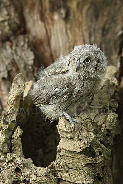 Zwergohreule (Otus scops)