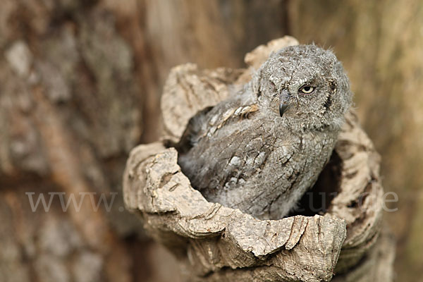 Zwergohreule (Otus scops)