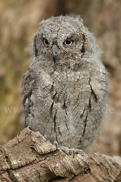 Zwergohreule (Otus scops)