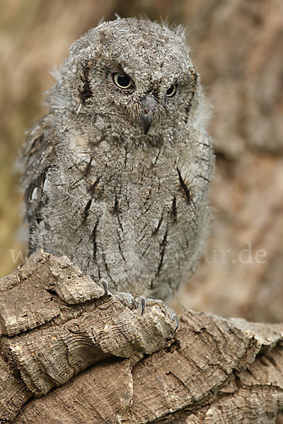 Zwergohreule (Otus scops)