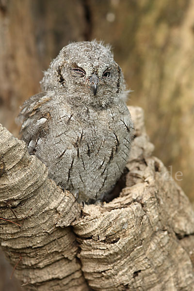 Zwergohreule (Otus scops)