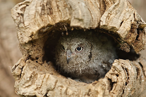 Zwergohreule (Otus scops)