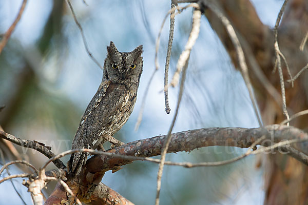 Zwergohreule (Otus scops)