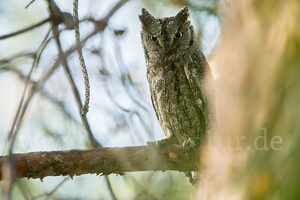 Zwergohreule (Otus scops)