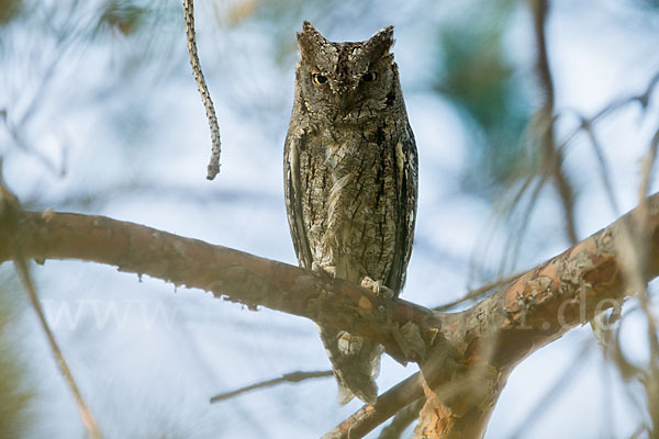 Zwergohreule (Otus scops)