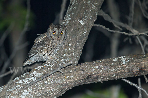 Zwergohreule (Otus scops)