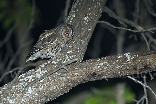 Zwergohreule (Otus scops)