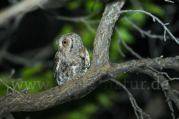 Zwergohreule (Otus scops)