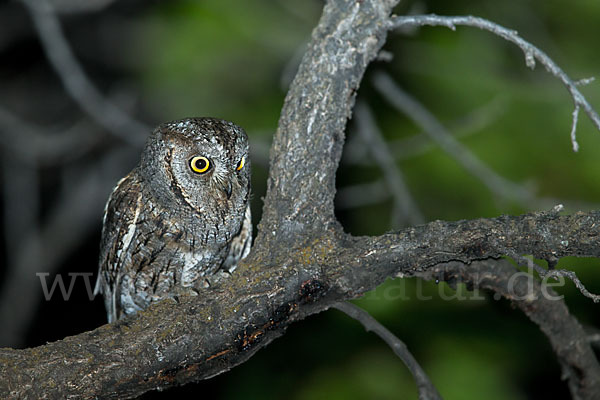 Zwergohreule (Otus scops)