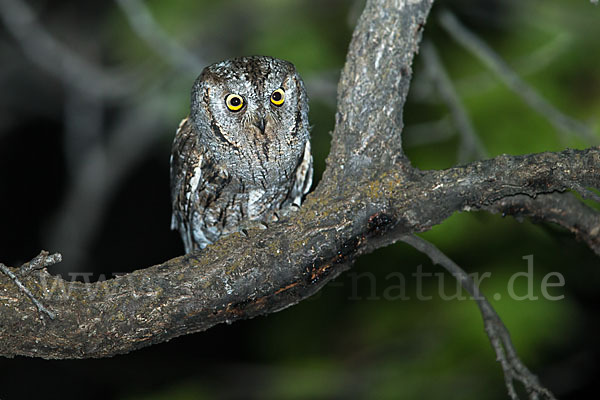 Zwergohreule (Otus scops)