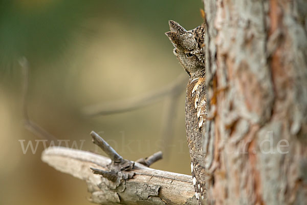 Zwergohreule (Otus scops)