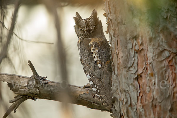 Zwergohreule (Otus scops)