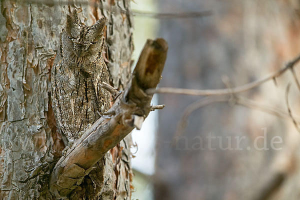 Zwergohreule (Otus scops)