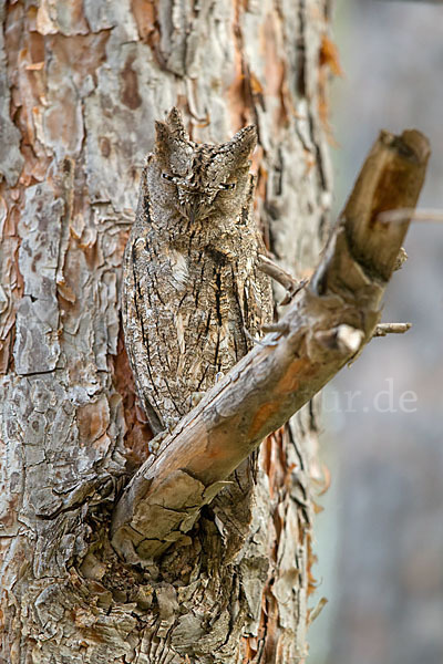 Zwergohreule (Otus scops)