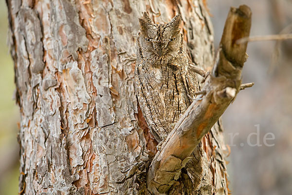 Zwergohreule (Otus scops)