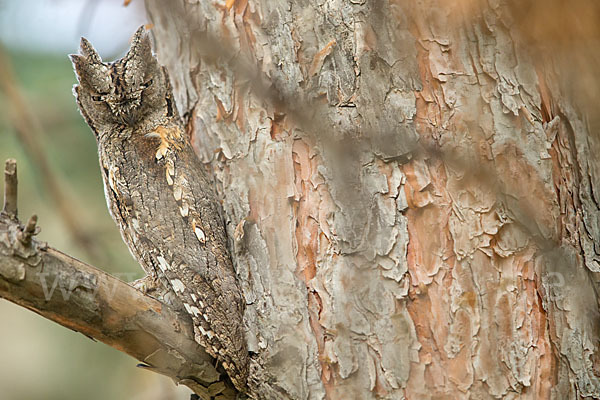 Zwergohreule (Otus scops)