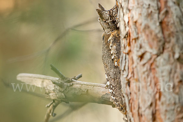 Zwergohreule (Otus scops)