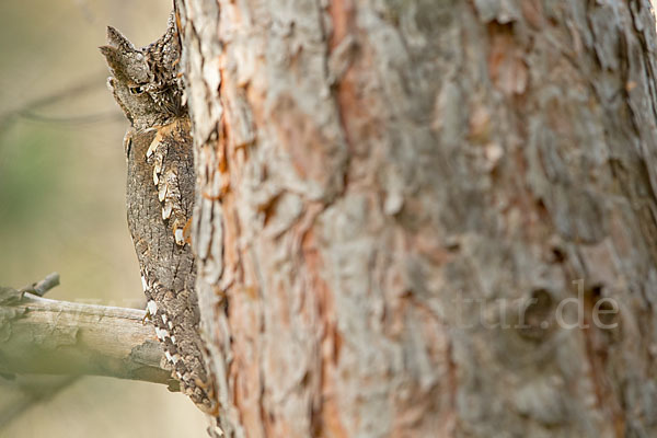 Zwergohreule (Otus scops)