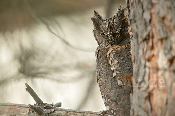 Zwergohreule (Otus scops)