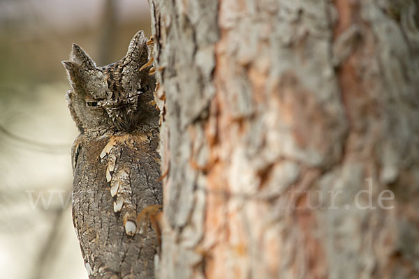 Zwergohreule (Otus scops)