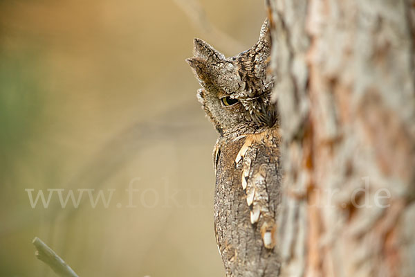 Zwergohreule (Otus scops)