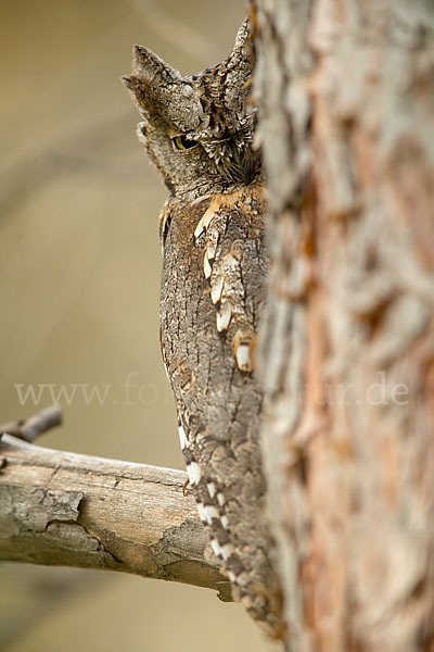 Zwergohreule (Otus scops)