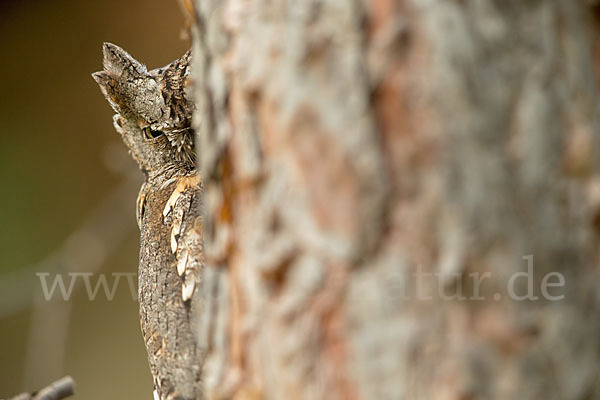 Zwergohreule (Otus scops)