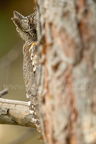 Zwergohreule (Otus scops)