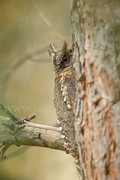 Zwergohreule (Otus scops)