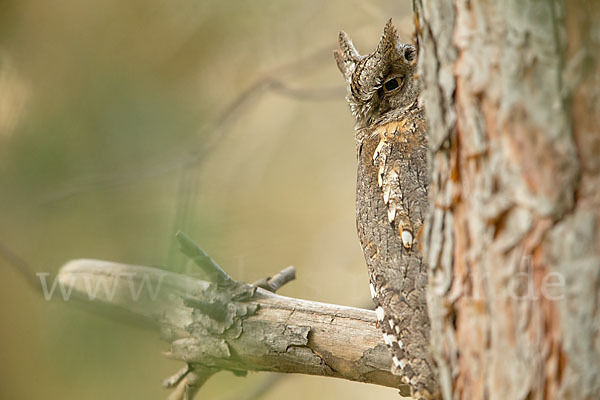 Zwergohreule (Otus scops)