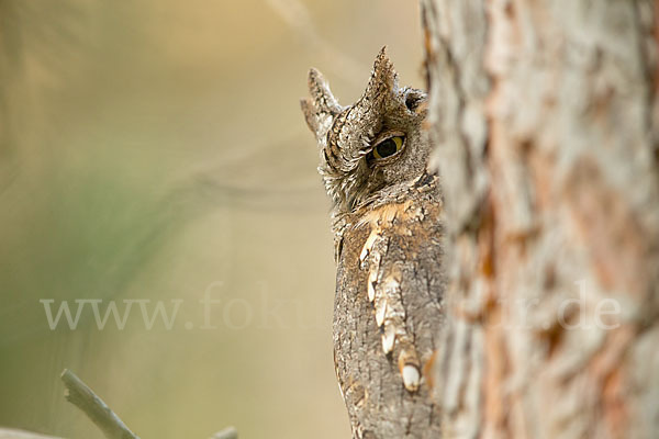 Zwergohreule (Otus scops)