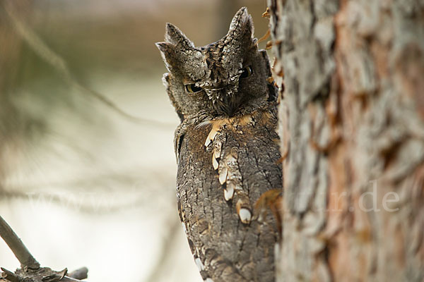 Zwergohreule (Otus scops)