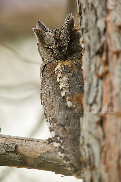 Zwergohreule (Otus scops)