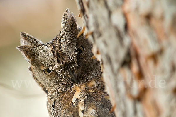 Zwergohreule (Otus scops)