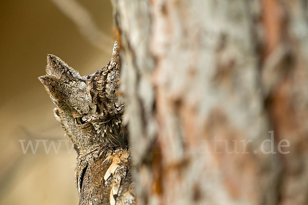 Zwergohreule (Otus scops)