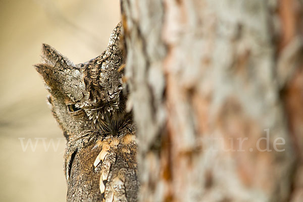 Zwergohreule (Otus scops)