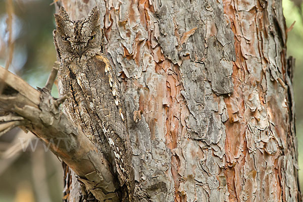 Zwergohreule (Otus scops)