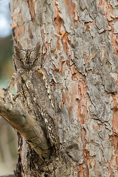 Zwergohreule (Otus scops)