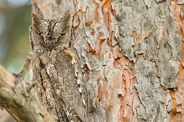 Zwergohreule (Otus scops)