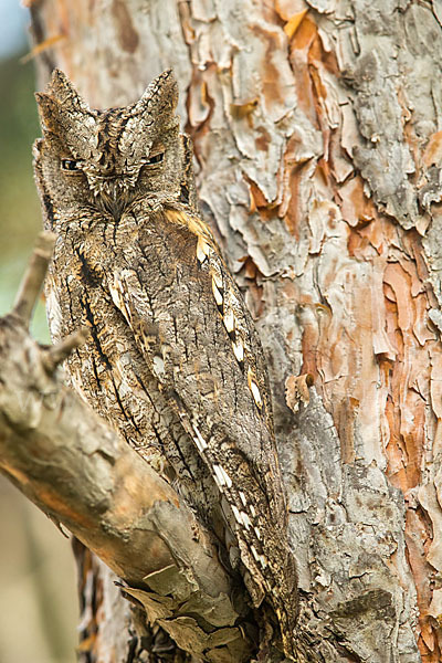 Zwergohreule (Otus scops)