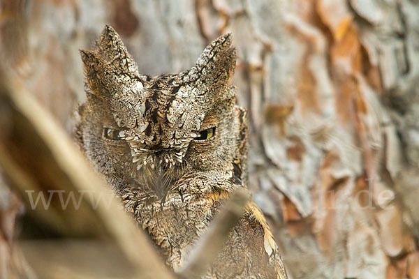 Zwergohreule (Otus scops)