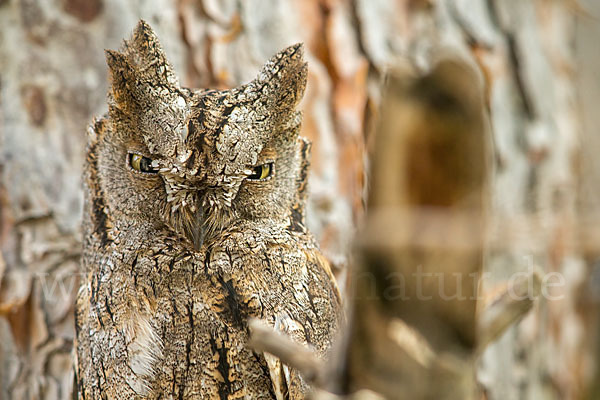 Zwergohreule (Otus scops)